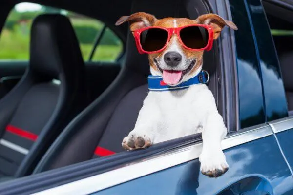 Vakantiehuizen met hond