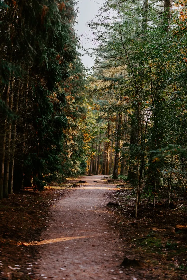 De Veluwe