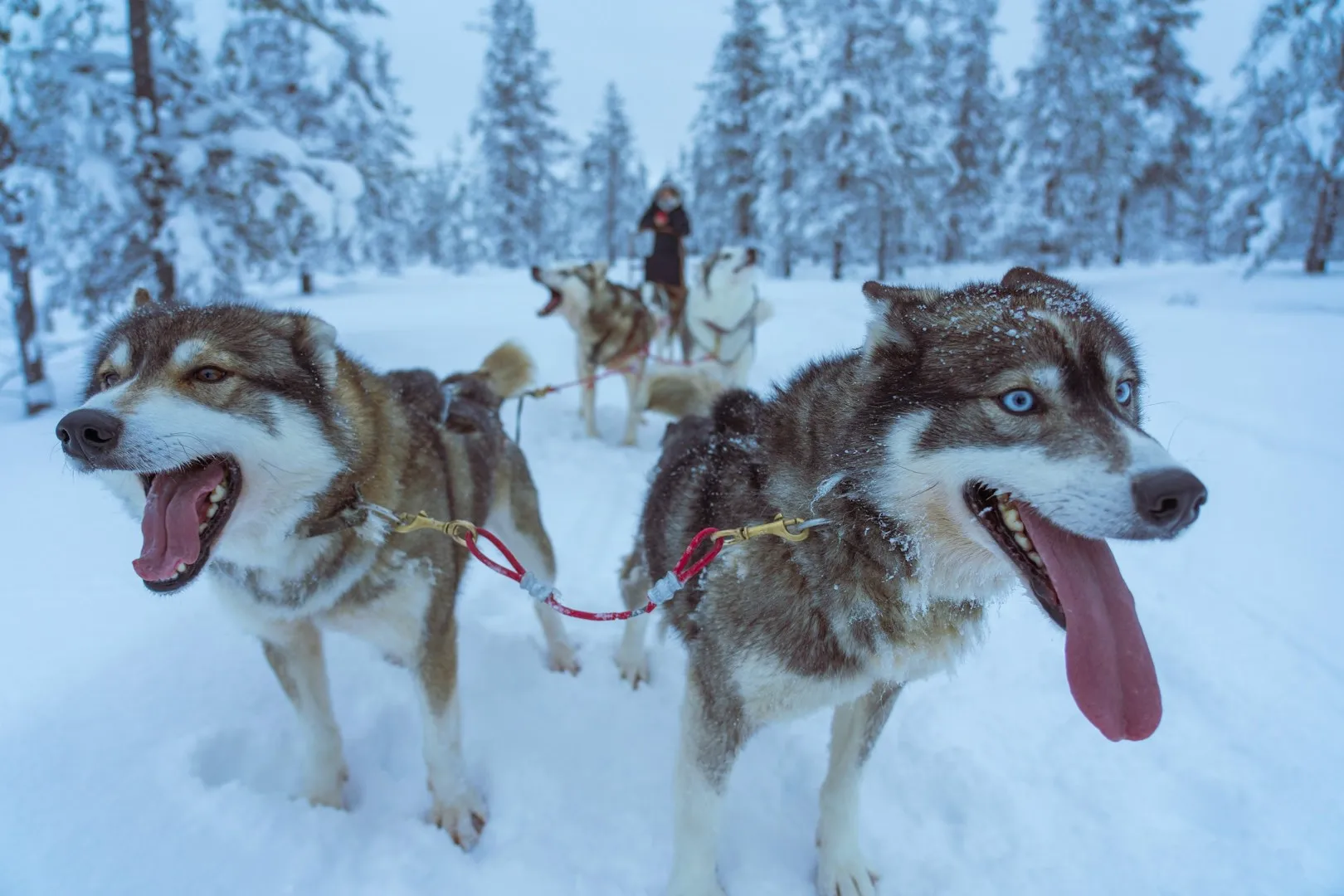 Zweeds Lapland